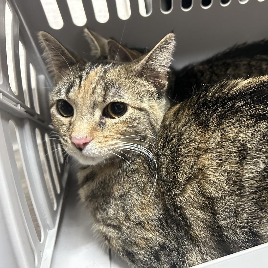 Darcy, Adoptable, Adult Female Domestic Short Hair.