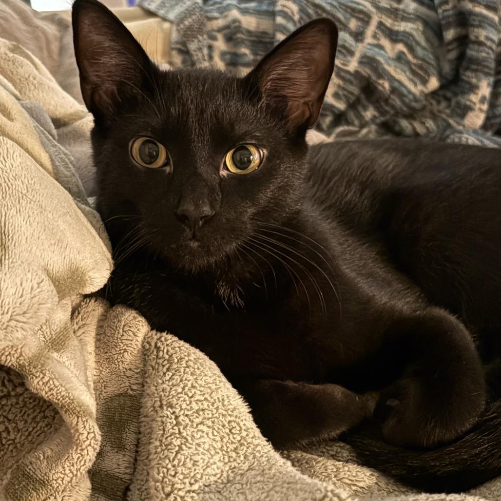 Enlarge Licorice, a Adoptable Domestic Short Hair in St. Louis, MO image 2/6