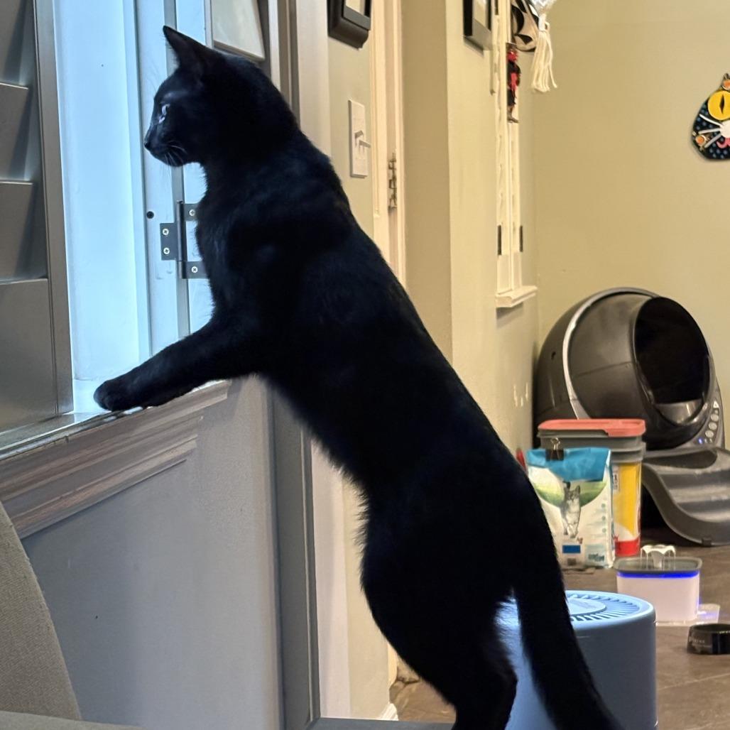 Enlarge Licorice, a Adoptable Domestic Short Hair in St. Louis, MO image 3/6