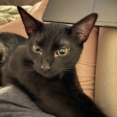 Enlarge Licorice, a Adoptable Domestic Short Hair in St. Louis, MO image 4/6