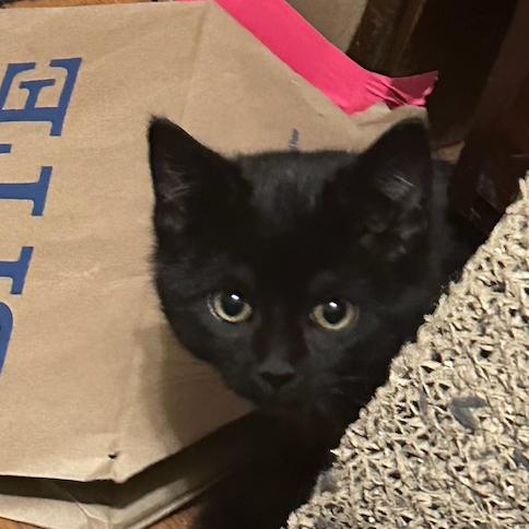 Enlarge Licorice, a Adoptable Domestic Short Hair in St. Louis, MO image 5/6