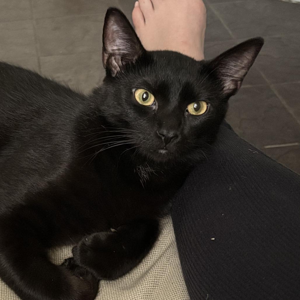 Enlarge Licorice, a Adoptable Domestic Short Hair in St. Louis, MO image 6/6