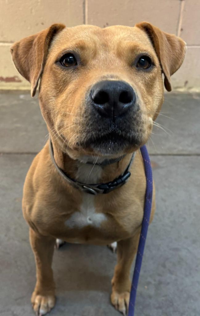 Princess, a Adoptable Pit Bull Terrier in Swainsboro, GA image 2/3