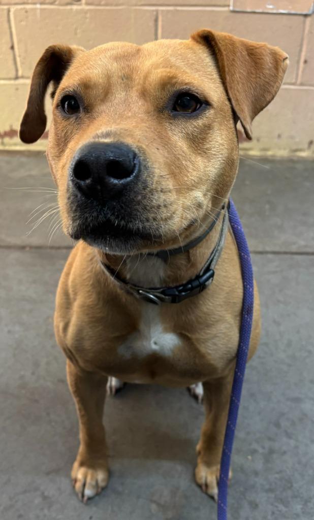 Princess, a Adoptable Pit Bull Terrier in Swainsboro, GA image 3/3