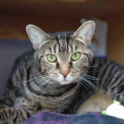 Graycie, a Adoptable mixed breed in Atlanta, GA image 2/3