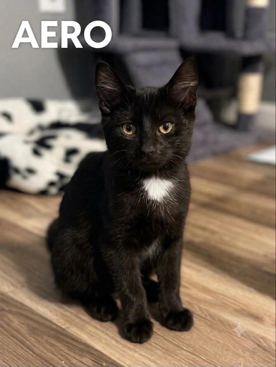 Enlarge Aero, a ADOPTABLE American Shorthair in Elkland, PA image 1/1