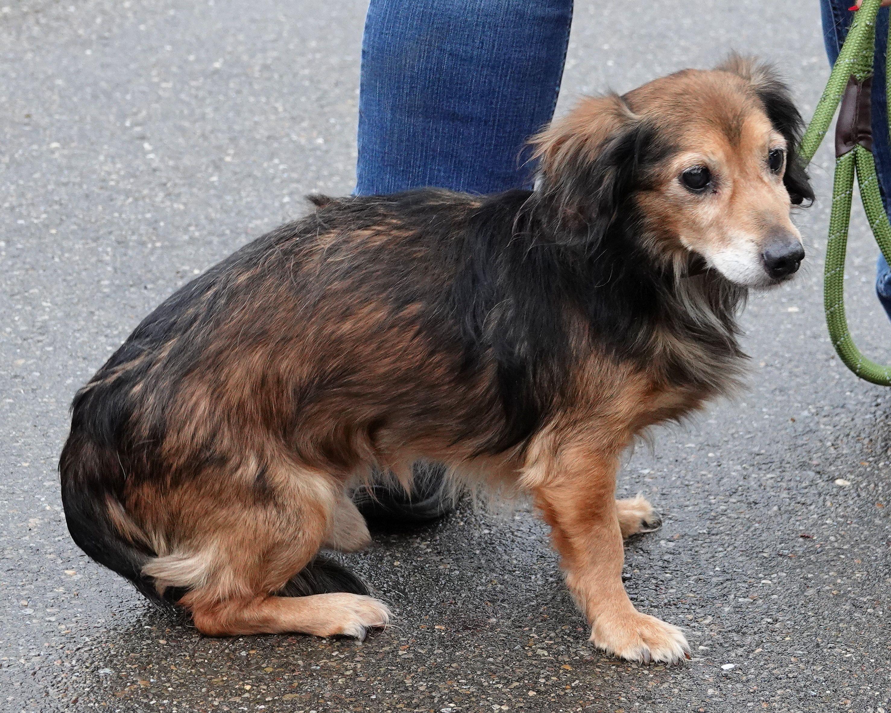 Enlarge Digger - ADOPTED , an adoption pending mixed breed in Millfield, OH image 3/3