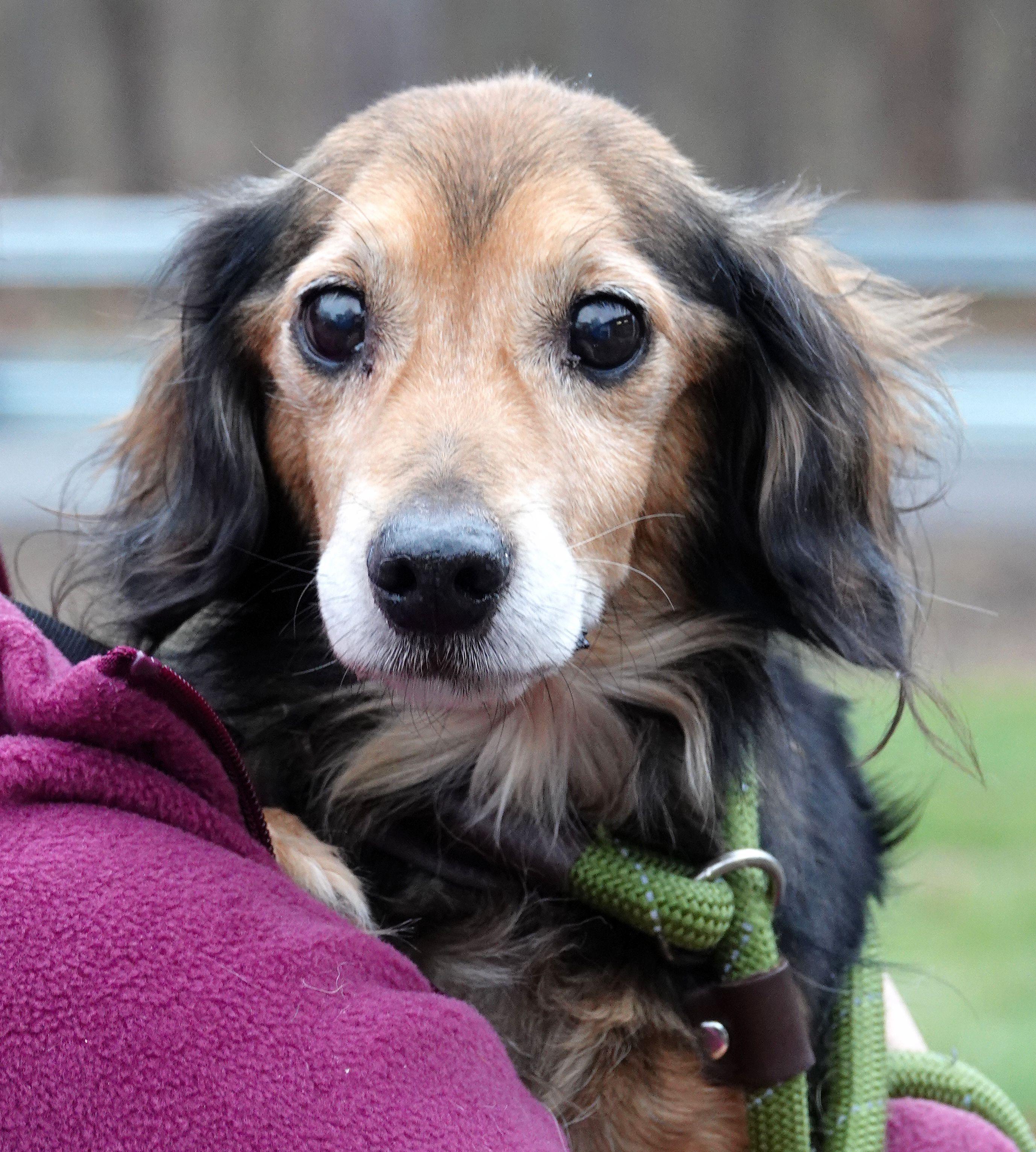 Digger - ADOPTED , adopted, Adult Male Dachshund (Long Haired).