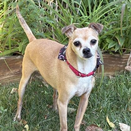 Tiny, Adoptable, Senior Male Chihuahua & Mixed Breed.