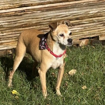 Enlarge Tiny, a Adoptable mixed breed in Merriam, KS image 2/3
