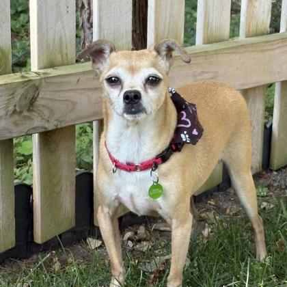 Enlarge Tiny, a Adoptable mixed breed in Merriam, KS image 3/3