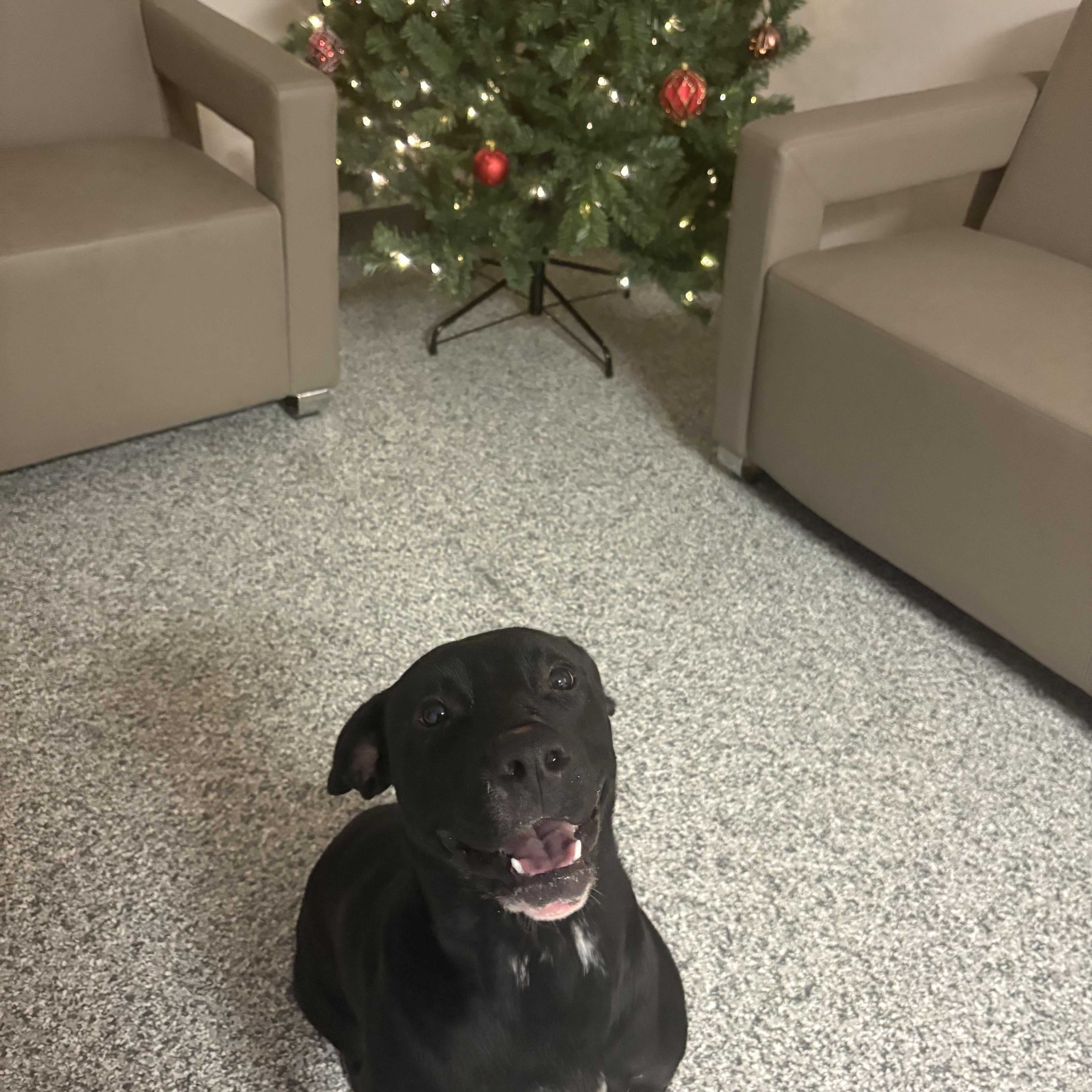 Marlin, Adoptable, Young Male Black Labrador Retriever.