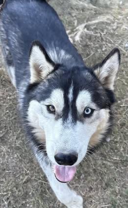 Enlarge Blue, a Adoptable Husky in Fairfax, VA image 3/6