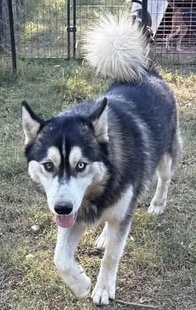 Enlarge Blue, a Adoptable Husky in Fairfax, VA image 5/6