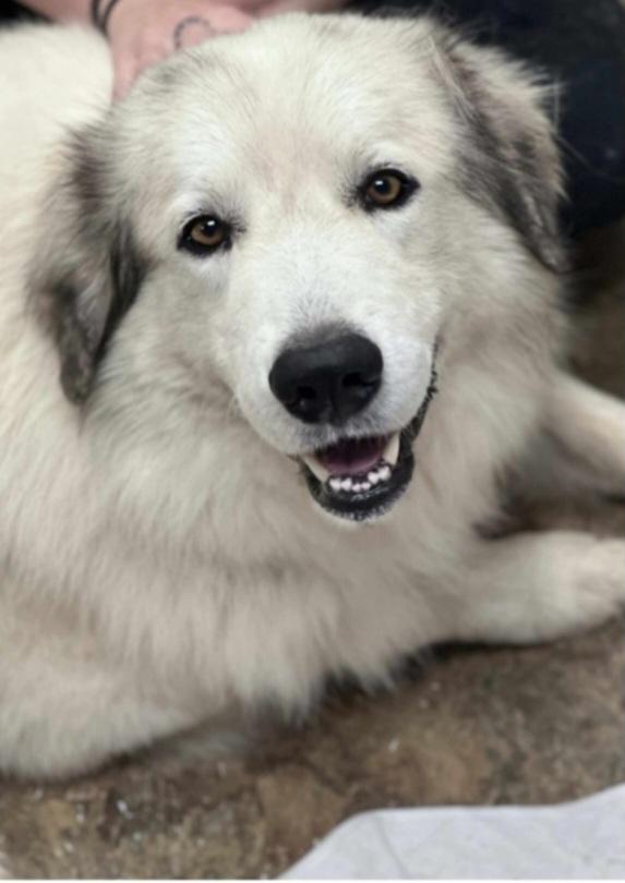 Enlarge Gideon, a ADOPTABLE Great Pyrenees in New Portland, ME image 2/2