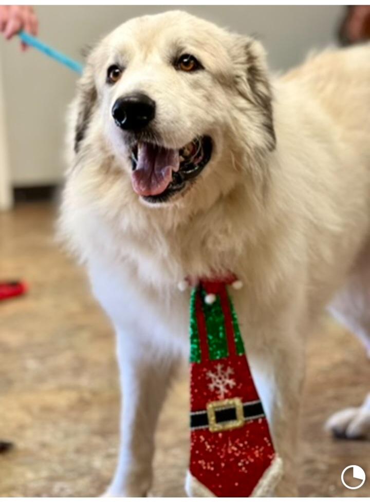 Enlarge Gideon, a ADOPTABLE Great Pyrenees in New Portland, ME image 1/2