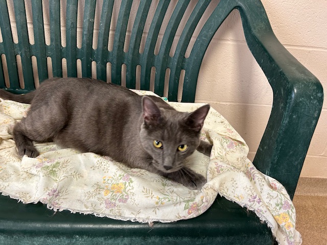 Virginia thumbnail 2