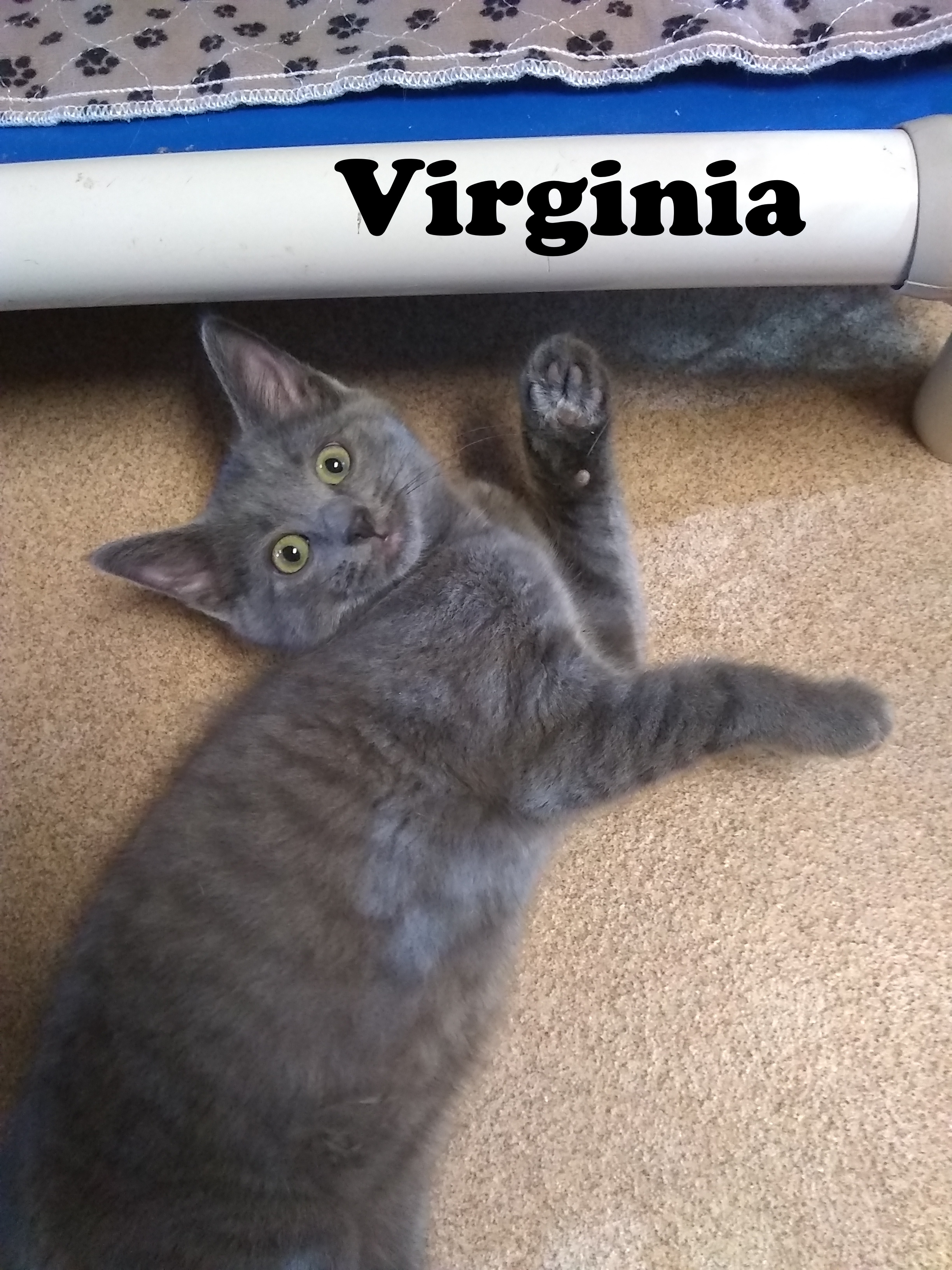Virginia photo 2
