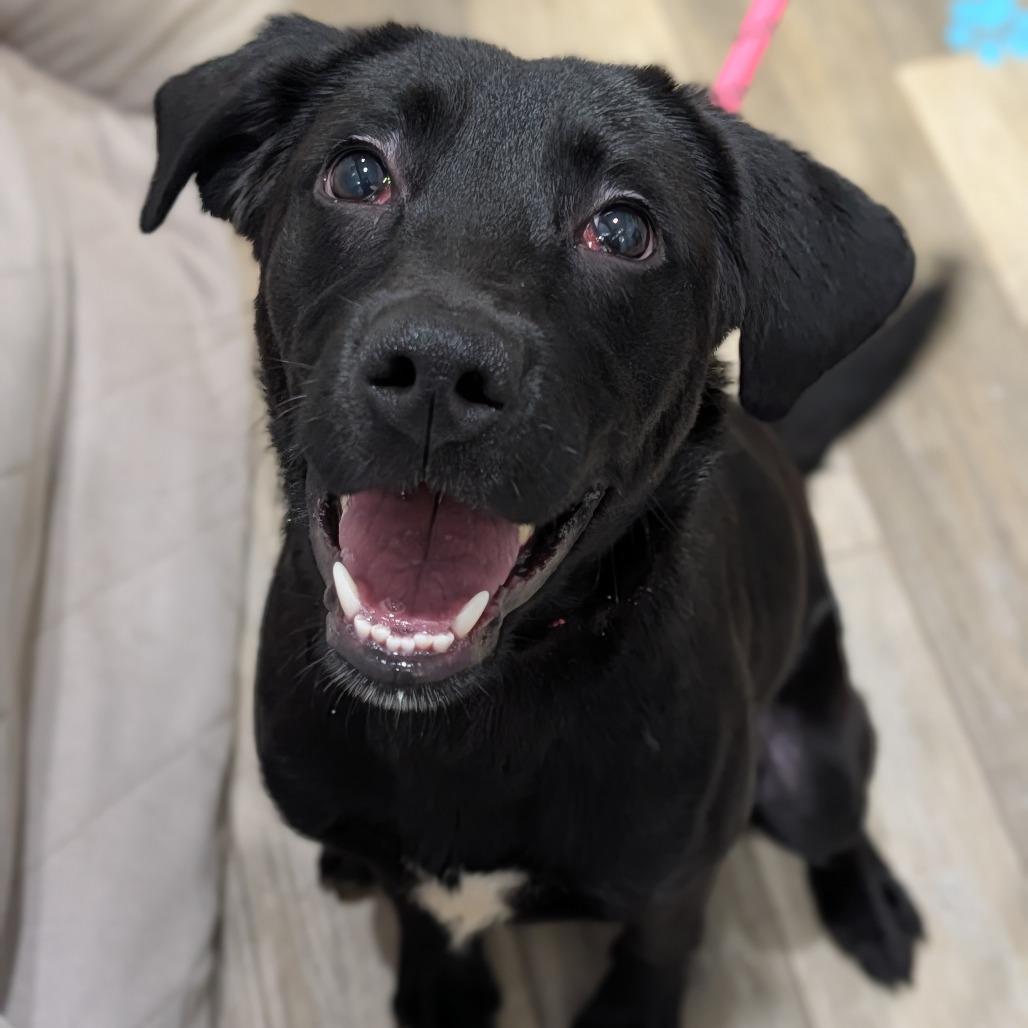 ChaCha, Adoptable, Young Female Black Labrador Retriever & Border Collie.