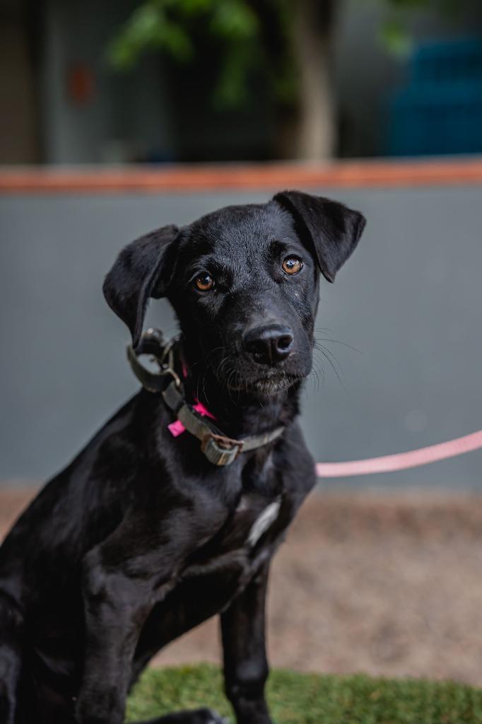 Bambina, Adoptable, Puppy Female Black Labrador Retriever.