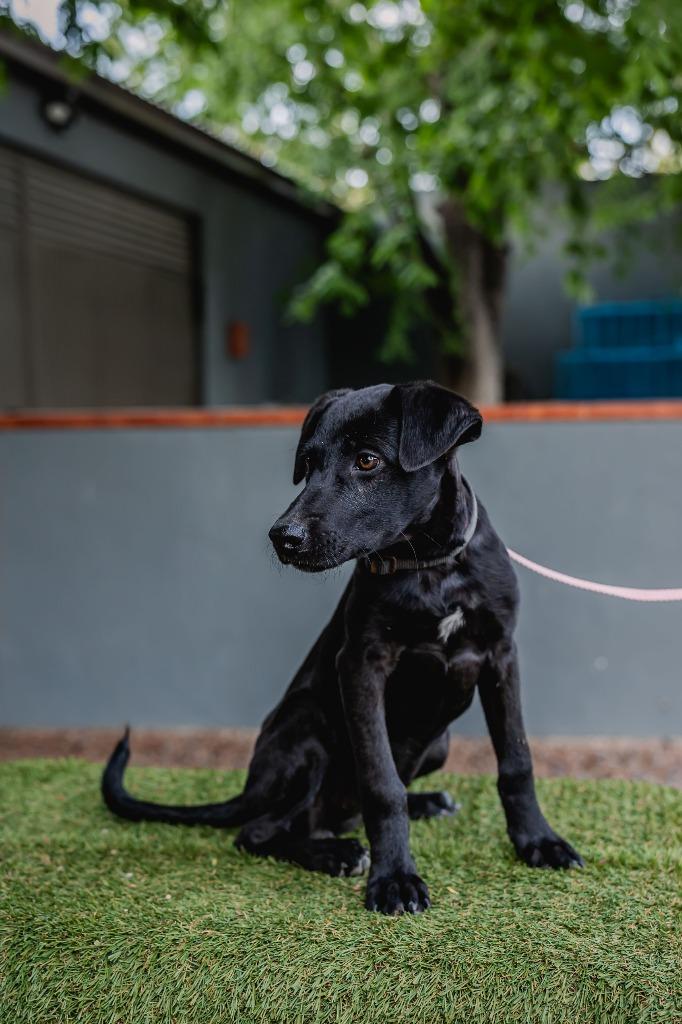 Enlarge Bambina, a Adoptable Black Labrador Retriever in Anacortes, WA image 2/6