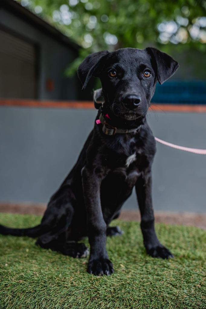 Enlarge Bambina, a Adoptable Black Labrador Retriever in Anacortes, WA image 3/6