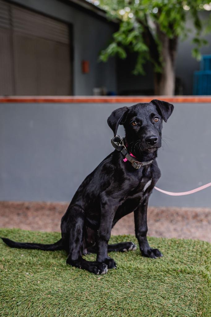 Enlarge Bambina, a Adoptable Black Labrador Retriever in Anacortes, WA image 4/6