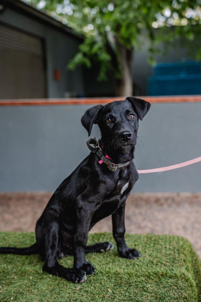 Enlarge Bambina, a Adoptable Black Labrador Retriever in Anacortes, WA image 5/6