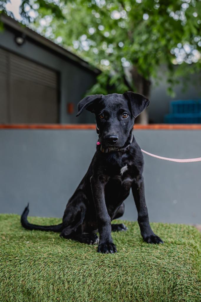 Enlarge Bambina, a Adoptable Black Labrador Retriever in Anacortes, WA image 6/6