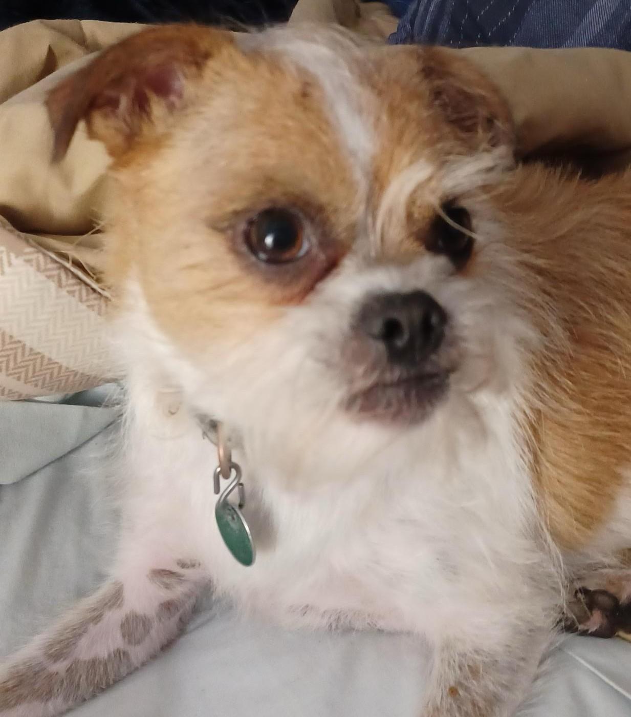 Enlarge Murphy - EXT BB, a Adopted mixed breed in Dallas, TX image 1/3