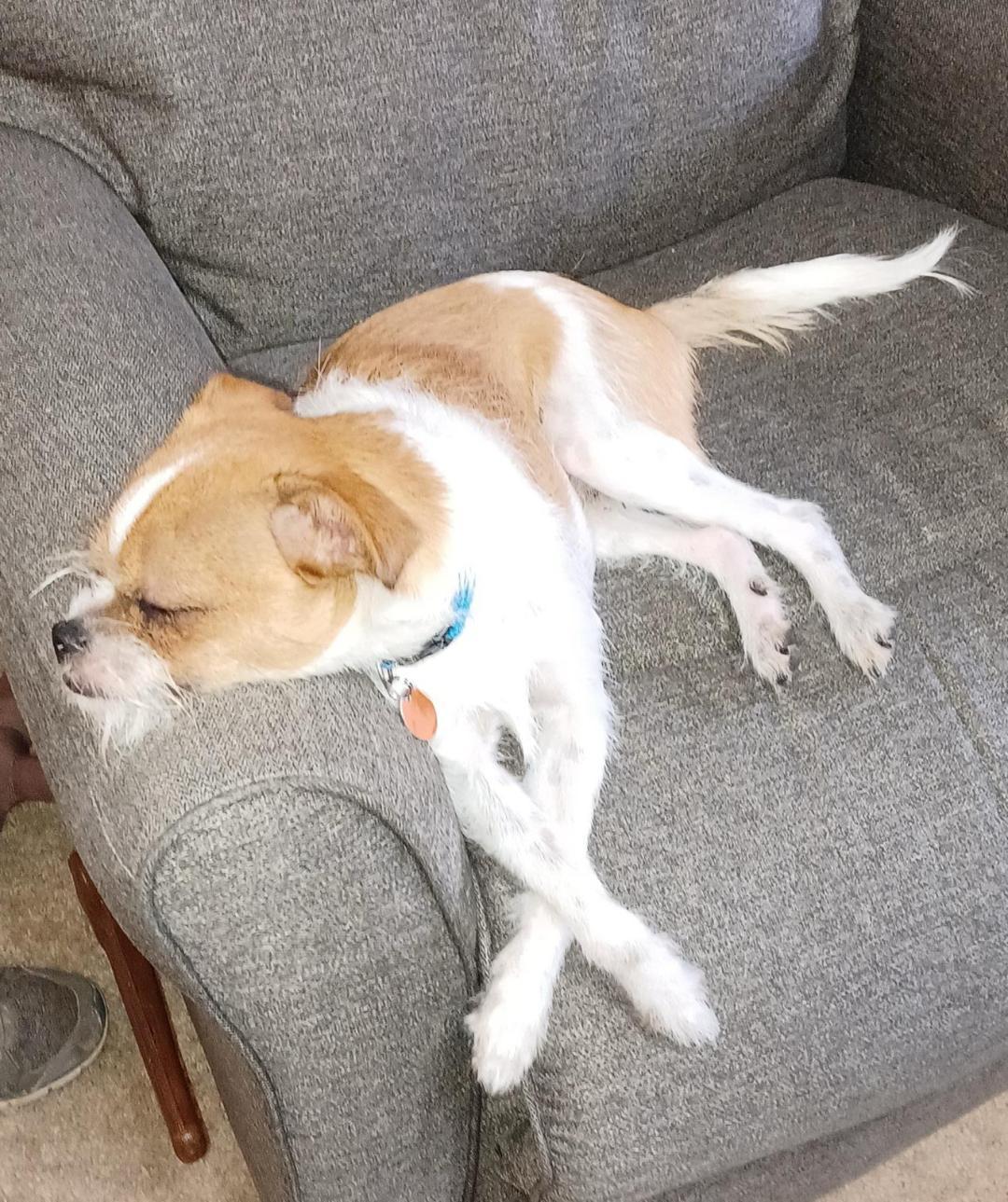 Enlarge Murphy - EXT BB, a Adopted mixed breed in Dallas, TX image 2/3