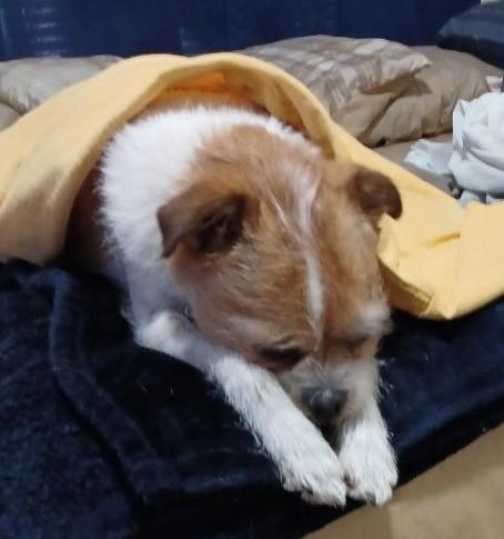 Enlarge Murphy - EXT BB, a Adopted mixed breed in Dallas, TX image 3/3