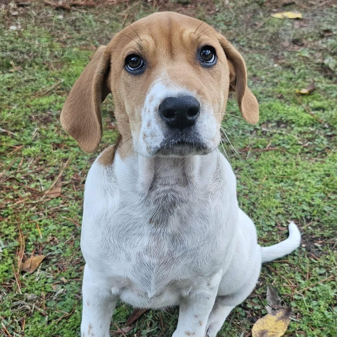 Enlarge Phyllis , an adopted Mixed Breed in Argyle, NY image 3/6