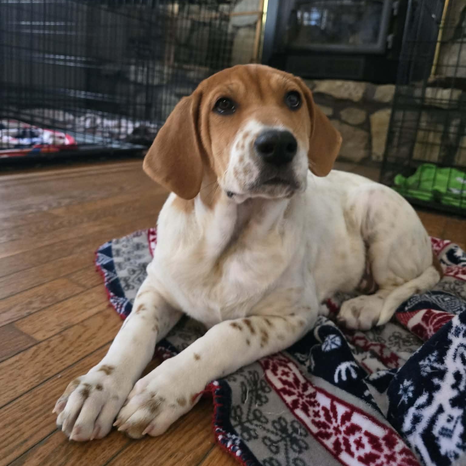 Enlarge Phyllis , an adopted Mixed Breed in Argyle, NY image 1/6