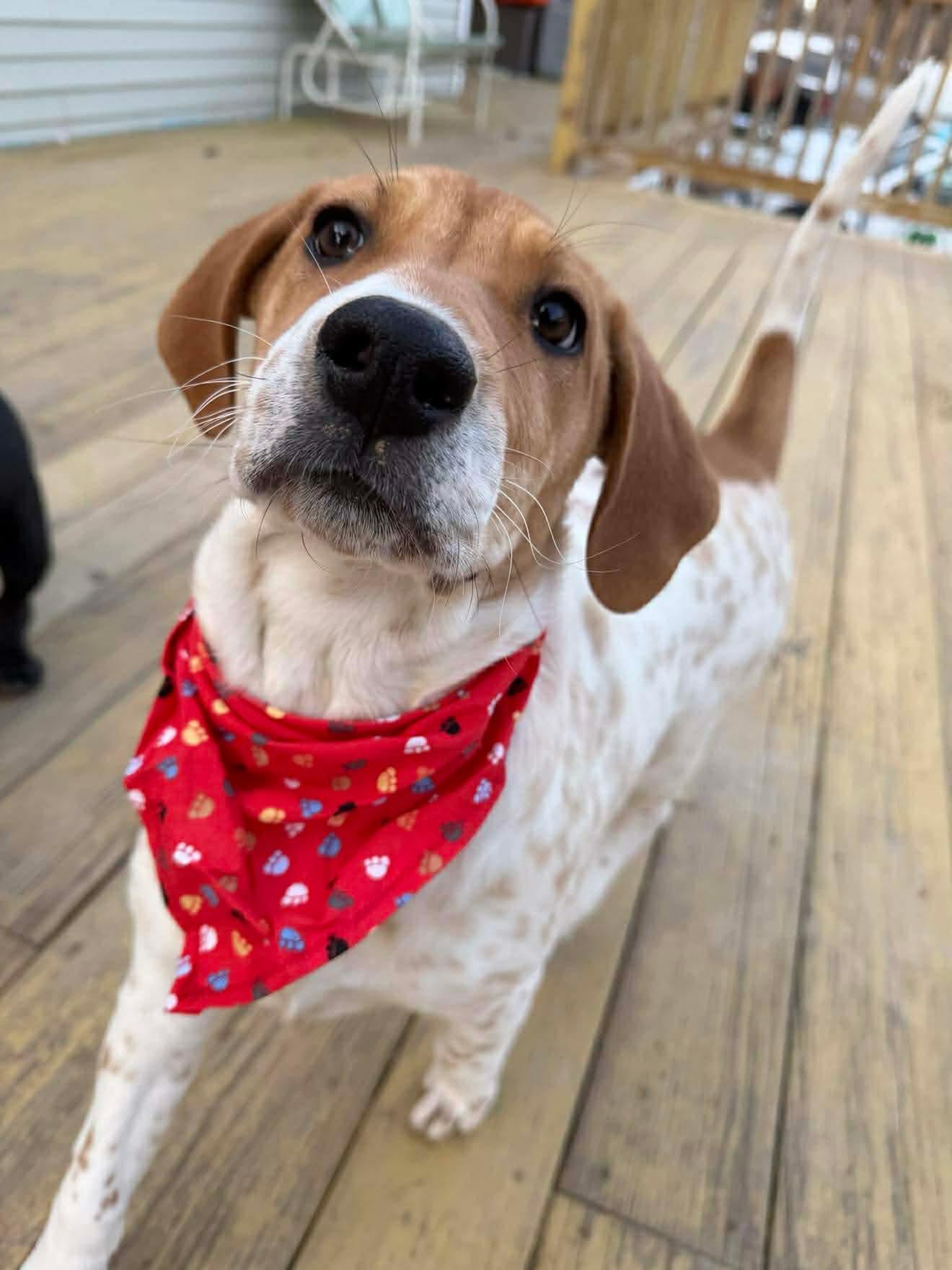 Enlarge Phyllis , an adopted Mixed Breed in Argyle, NY image 6/6