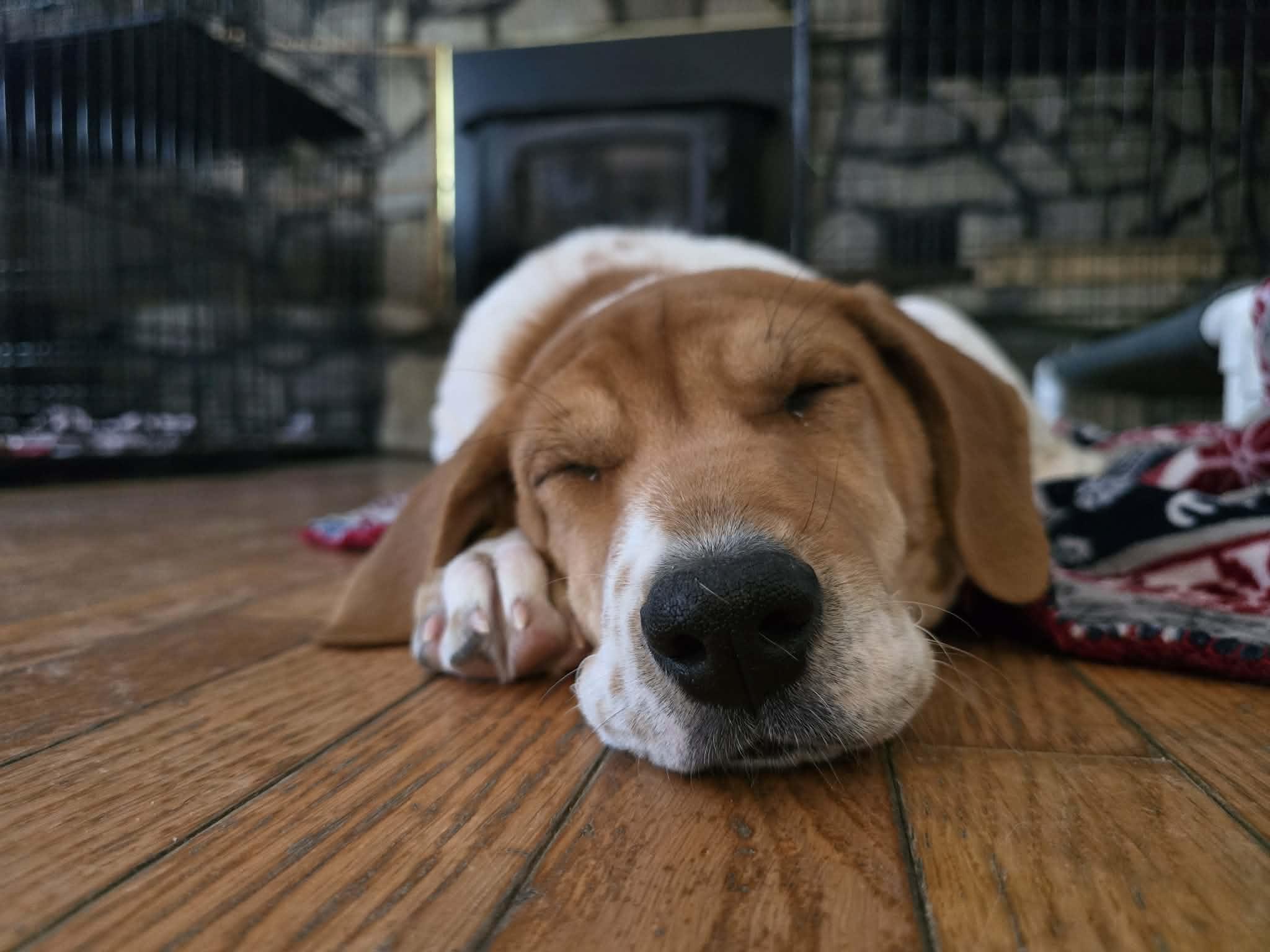 Enlarge Phyllis , an adopted Mixed Breed in Argyle, NY image 5/6