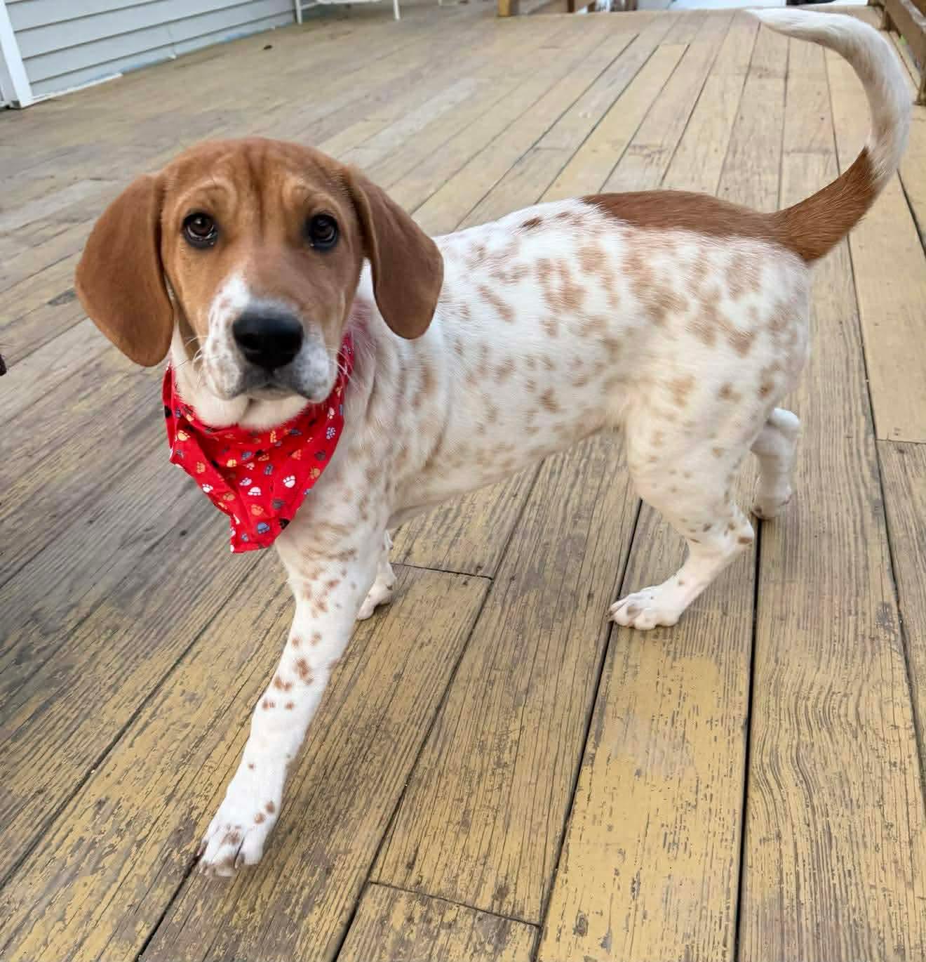 Enlarge Phyllis , an adopted Mixed Breed in Argyle, NY image 2/6