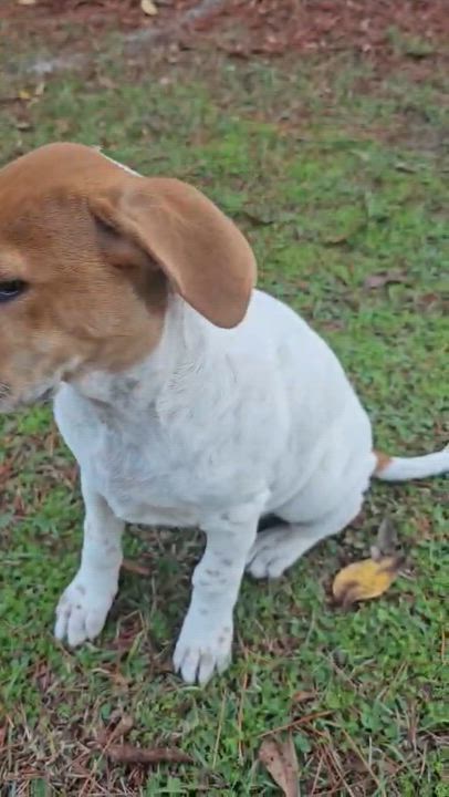 Enlarge Phyllis , an adopted Mixed Breed in Argyle, NY video 4/6