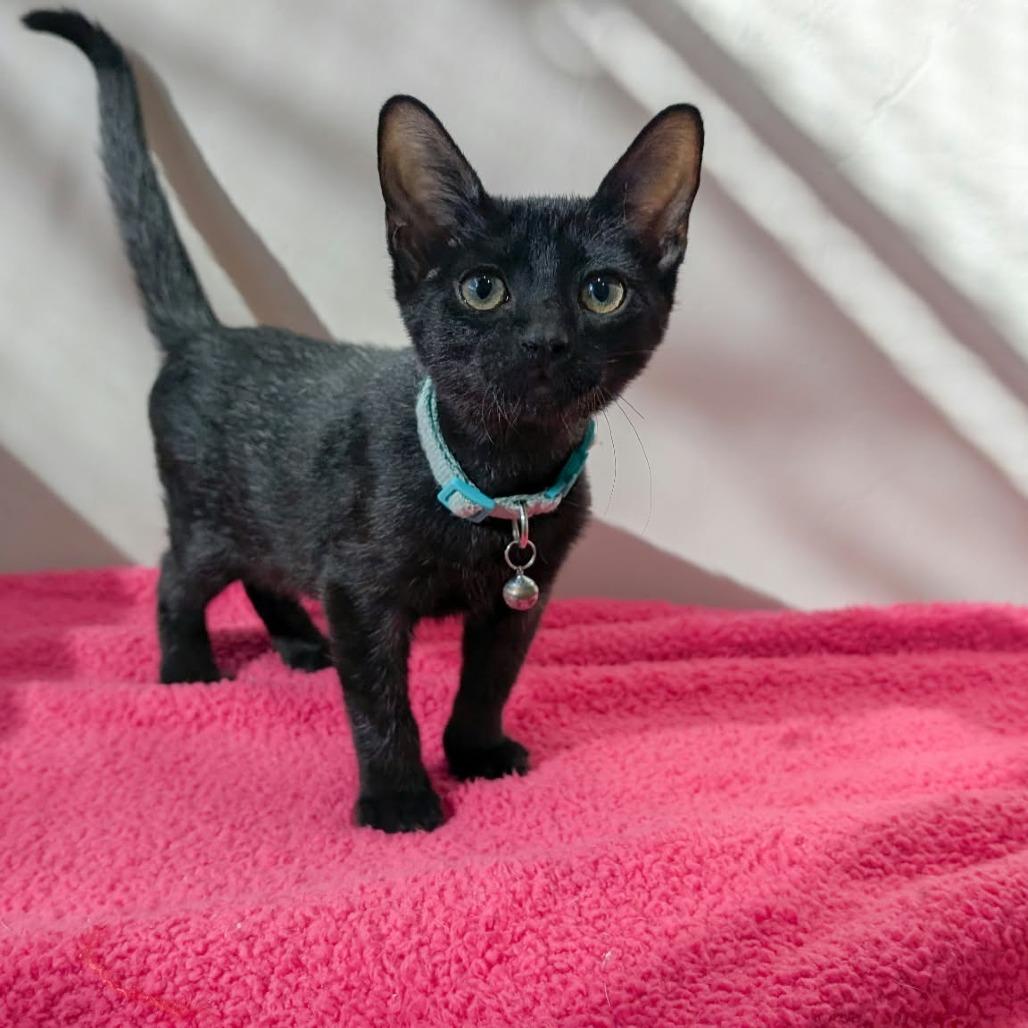 Ron, Adoptable, Kitten Male Domestic Short Hair.