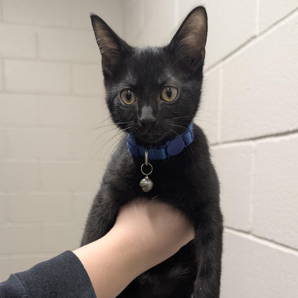 Enlarge Ron, a Adoptable Domestic Short Hair in Norman, OK image 2/2