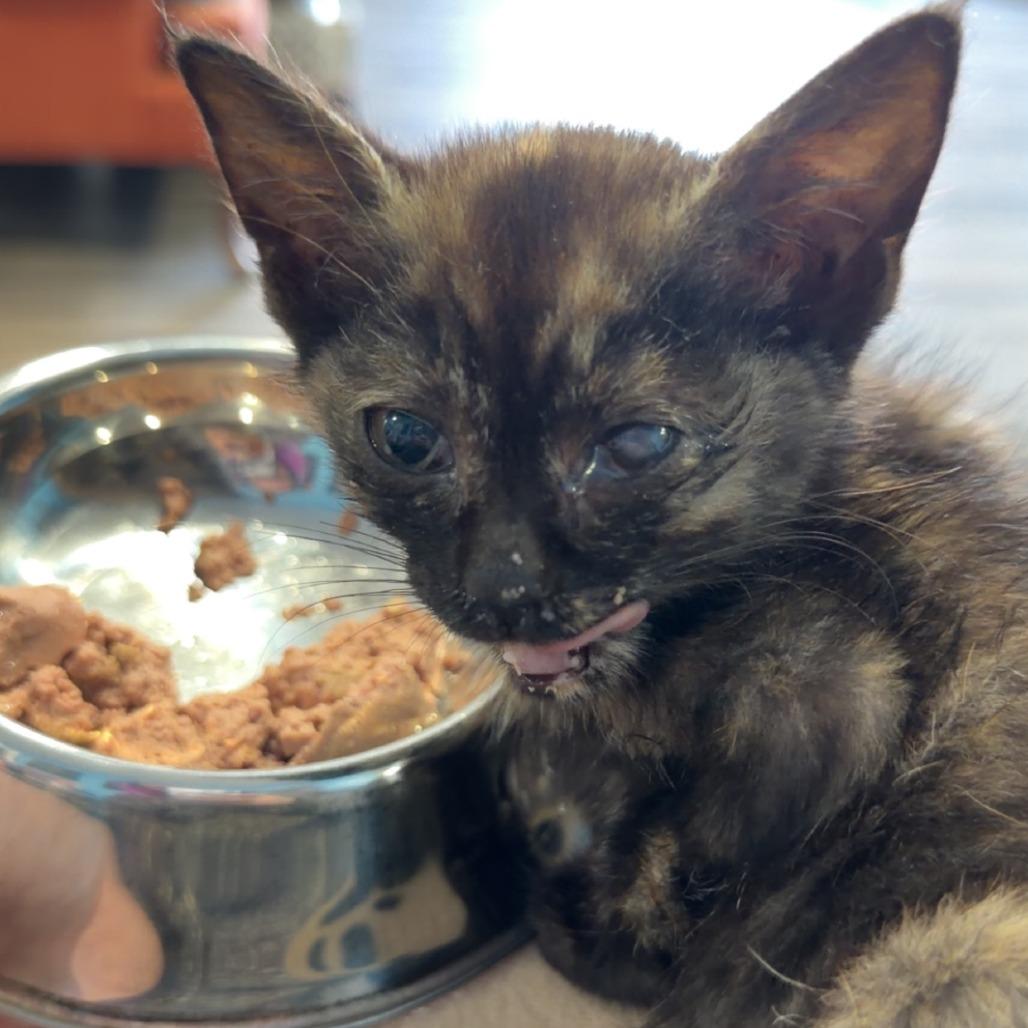 Andrea, Adoptable, Kitten Female Domestic Short Hair.