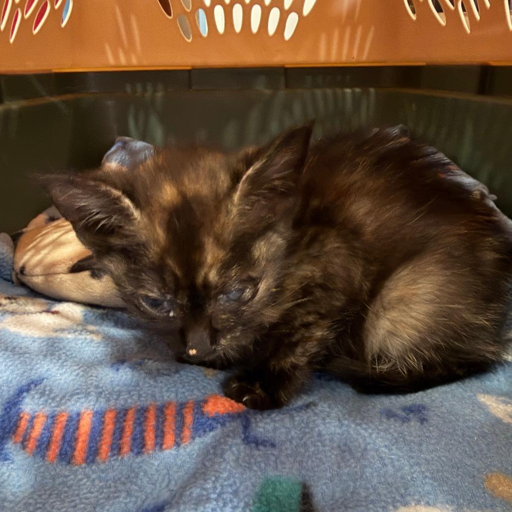 Enlarge Andrea, a Adoptable Domestic Short Hair in Marion, VA image 2/5