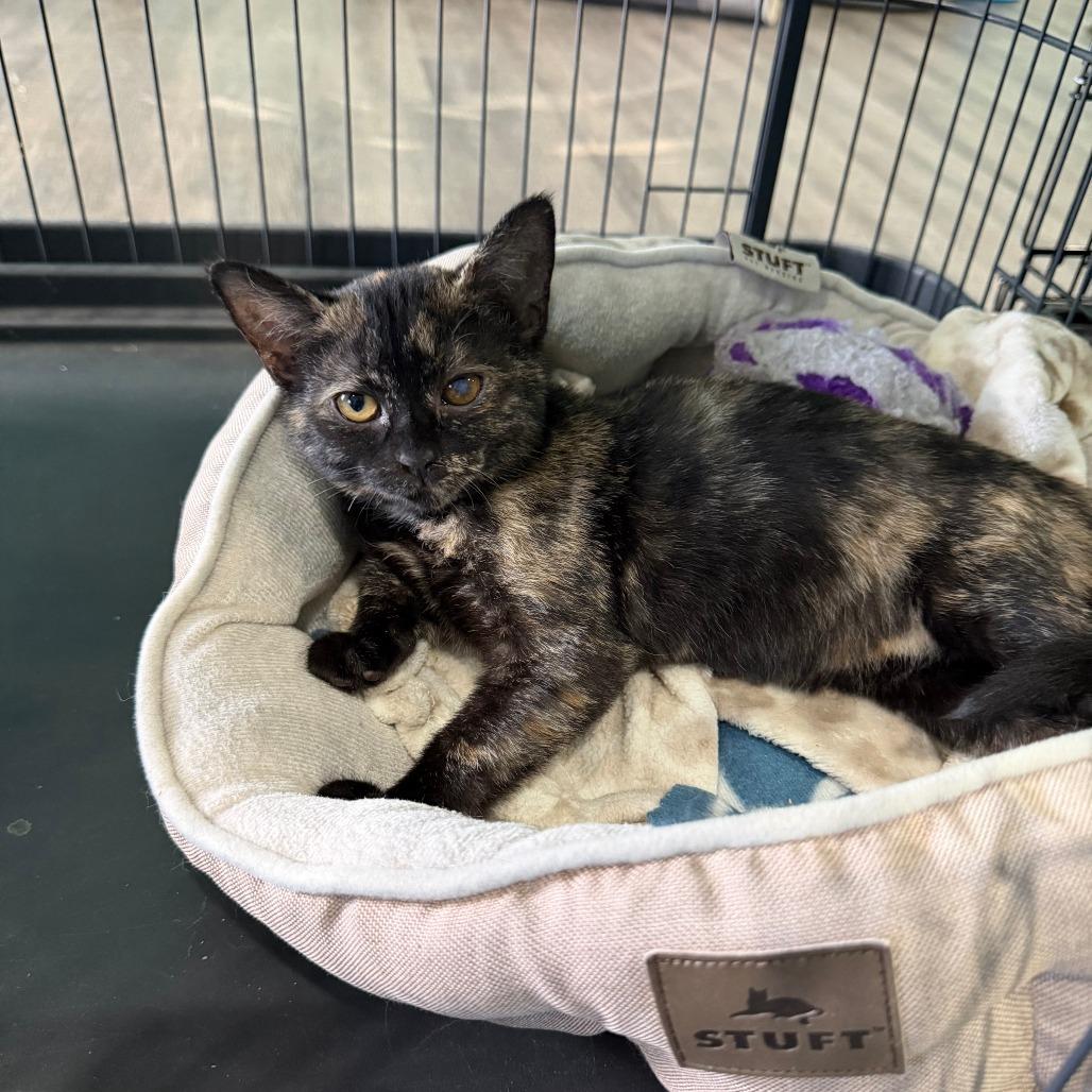 Enlarge Andrea, a Adoptable Domestic Short Hair in Marion, VA image 3/5