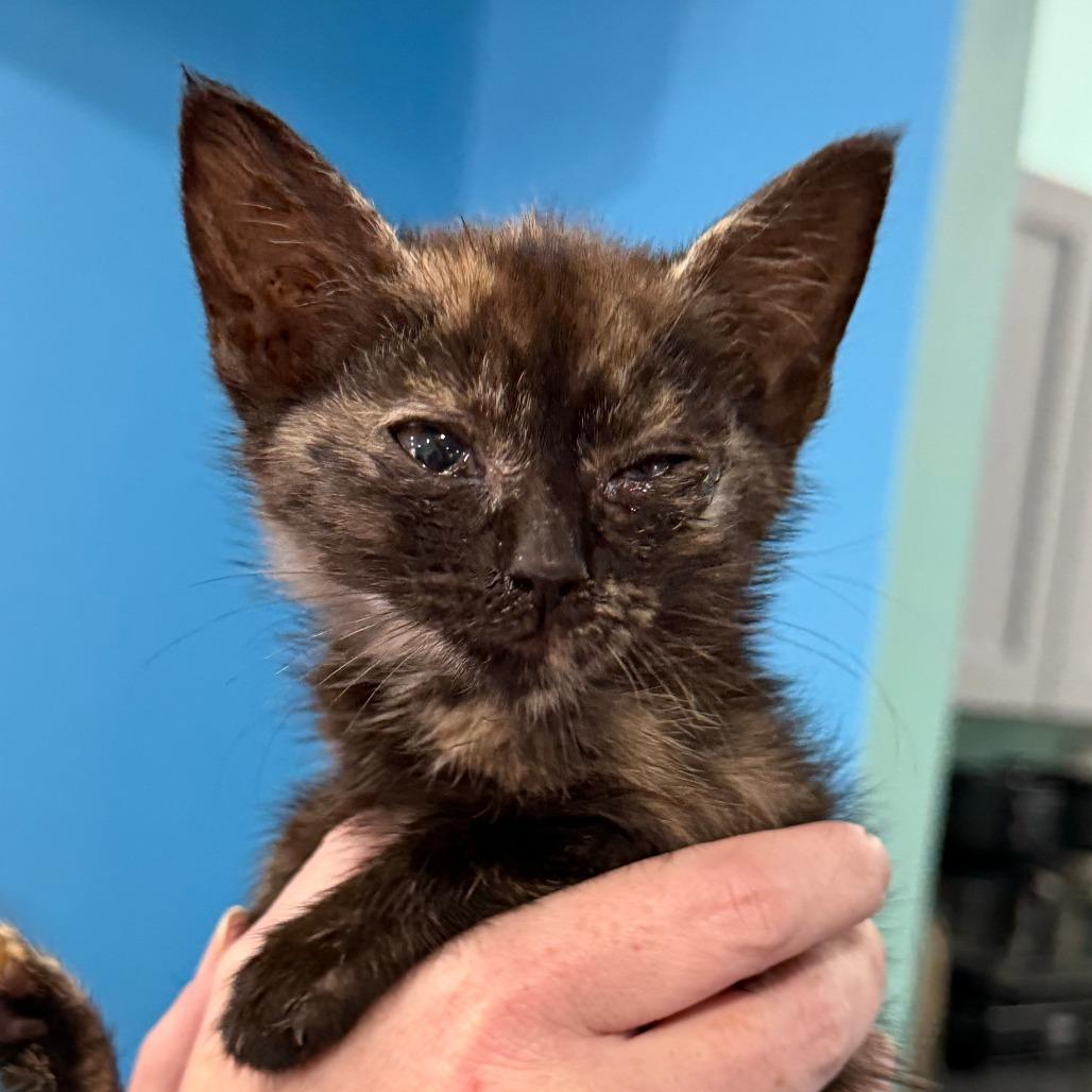 Enlarge Andrea, a Adoptable Domestic Short Hair in Marion, VA image 4/5