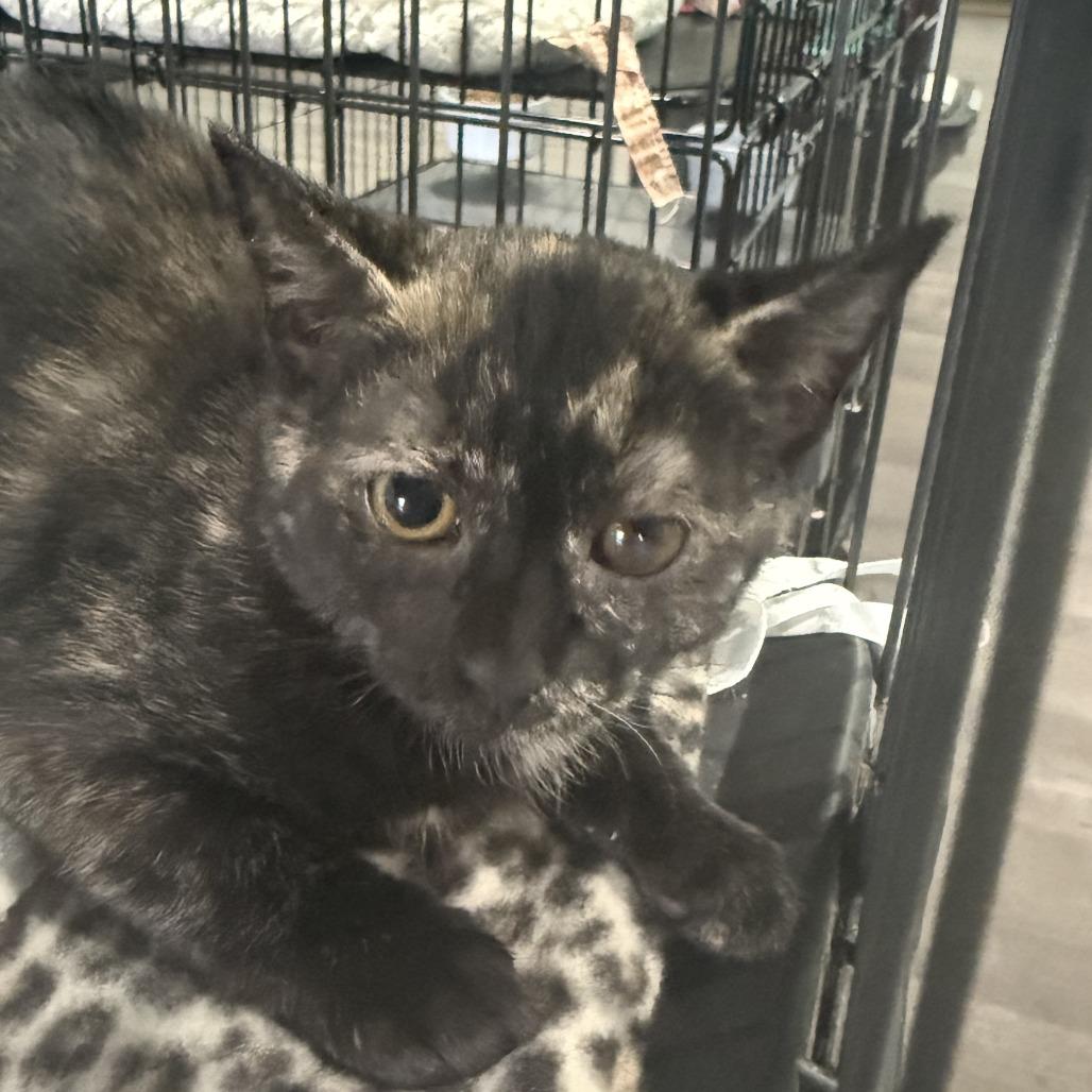 Enlarge Andrea, a Adoptable Domestic Short Hair in Marion, VA image 5/5