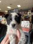 Enlarge Sally, a ADOPTABLE mixed breed in CLINTON, WA image 1/1