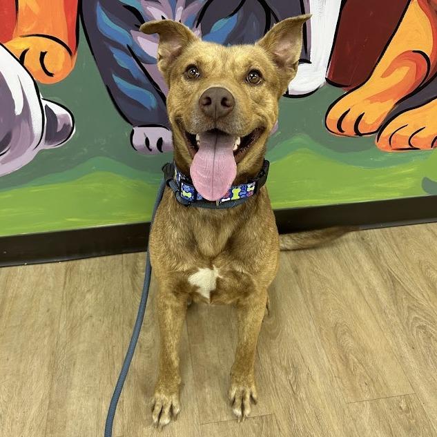 Enlarge Doc, a Adoptable mixed breed in Verona, VA image 1/3