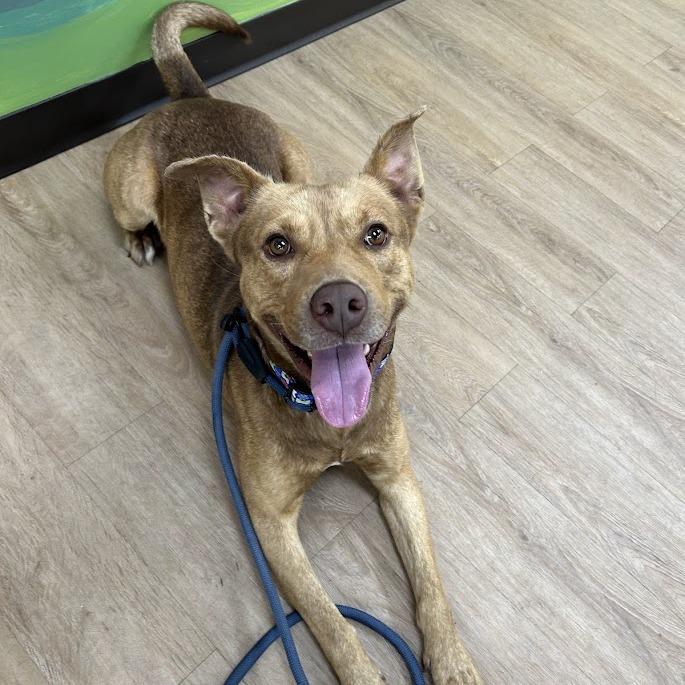 Enlarge Doc, a Adoptable mixed breed in Verona, VA image 2/3