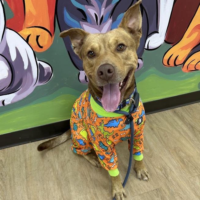 Enlarge Doc, a Adoptable mixed breed in Verona, VA image 3/3