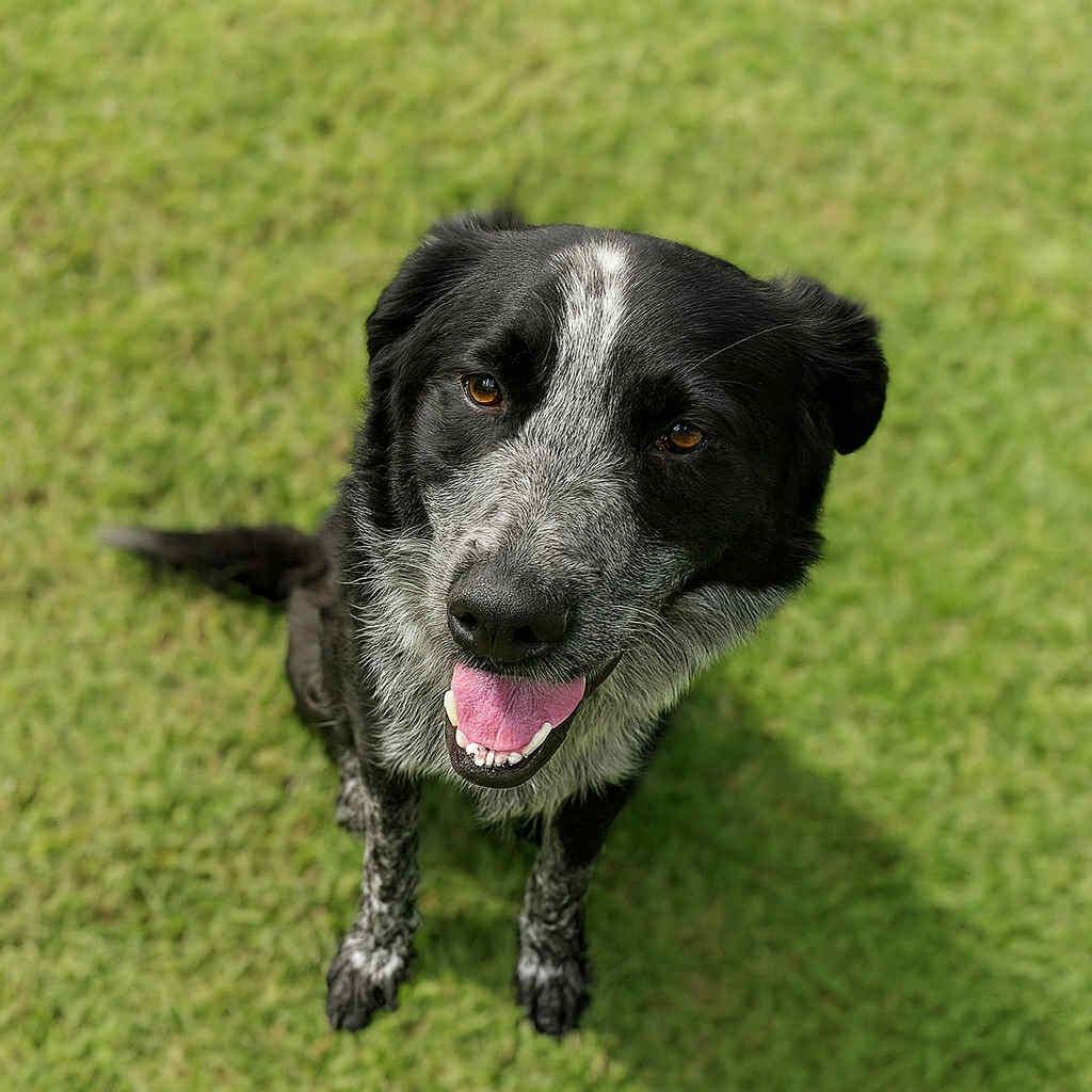 Captain Jack Sparrow D47012, Adoptable, Adult Male Australian Cattle Dog / Blue Heeler & Border Collie.